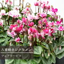 八重咲き シクラメン フェアリーピコ 3号ポット苗ガーデンシクラメン 八重 花苗 鉢花 耐寒性
