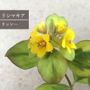 【単品 / 3個セット】リシマキア リッシー 3号ポット苗グランドカバー カラーリーフ 花苗 多年草 宿根草