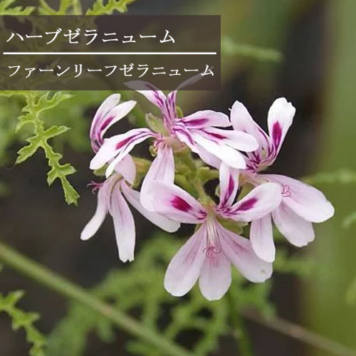 ハーブゼラニウム ファーンリーフ 3〜3.5号ポット苗センテッドゼラニューム 鉢花 宿根草 香り 花苗 多年草 ハーブ苗