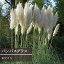 【単品 / 3個セット】パンパスグラス ホワイト3.5号ポット苗花苗 多年草 宿根草 グラス ススキ 切り花