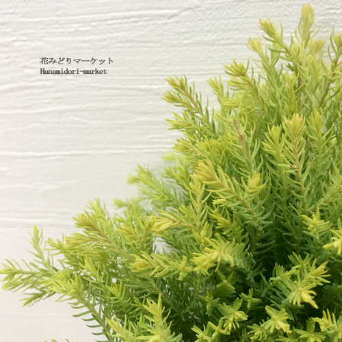 コニファー ( ニオイヒバ ) ラインゴールド3号ポット苗庭木 寄せ植え 花苗 花の苗 シンボルツリー クリスマスツリー