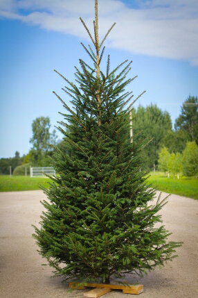 【楽天市場】【送料無料】【同梱不可】クリスマスツリー ドイツトウヒ 根巻き 高さ：約100～110cm クリスマスツリー モミノキ 庭木：花