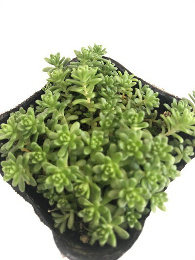セダム オカタイトゴメ 3号ポット苗ドライガーデン 耐寒性 多肉植物 花苗 苗 インテリアグリーンのサムネイル