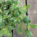 【単品 / 3個セット】オレガノ ブルガレ カントリークリーム 2.5号ポット苗カラーリーフ グランドカバー 寄せ植え 香り 人気 耐寒性 宿根草