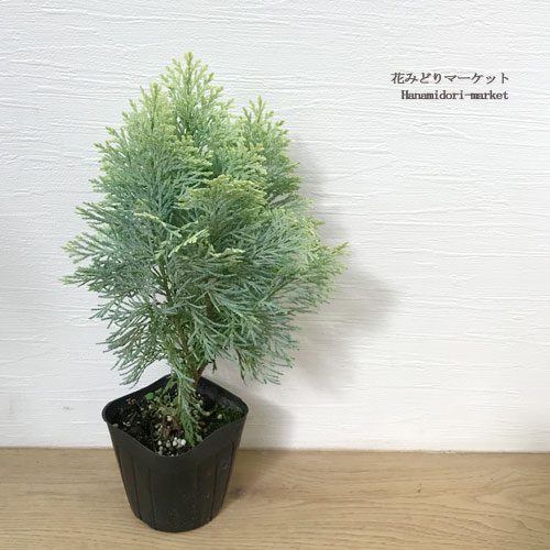 コニファー （ ローソンヒノキ ）サマースノー 3号ポット苗庭木 寄せ植え 花苗 花の苗 シンボルツリー クリスマスツリー