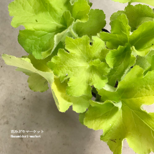 ヒューケラ （ツボサンゴ）グアカモール 3号ポット苗 宿根草 日陰 シェードガーデン カラーリーフ イングリッシュガーデン 花苗 多年草 北 寄せ植え 花壇のサムネイル