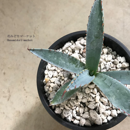 アガベ 屈原の舞扇 （ クツゲンノマイオウギ ）3.5号ポットドライガーデン 耐寒性 インテリアグリーン 多肉植物 花苗 花の苗 鉢花 ローメンテナンスのサムネイル