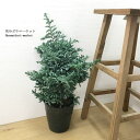 コニファー ( サワラ ) ボールバード5号ポット苗庭木 寄せ植え 花苗 花の苗 シンボルツリー クリスマスツリー