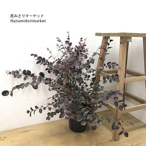 トキワマンサク プラムゴージャス5号ポット苗花木　庭木　耐寒性　耐暑性