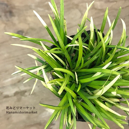 【5個セット/10個セット】リュウノヒゲ カグヤリュウ2.5号ポット苗 （ ギョクリュウ ）グランドカバー ..