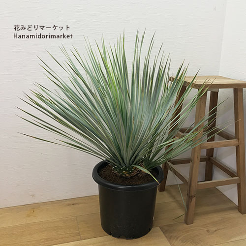 【送料無料】【同梱不可】ユッカ ロストラータ 8号ポット苗ドライガーデン 耐寒性 観葉植物