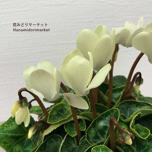 【単品 / 3個セット】ミニシクラメン マイクロ ゴールデンボーイ 3号ポット苗花苗 多年草 鉢花 イエロー 黄 ガーデンシクラメン