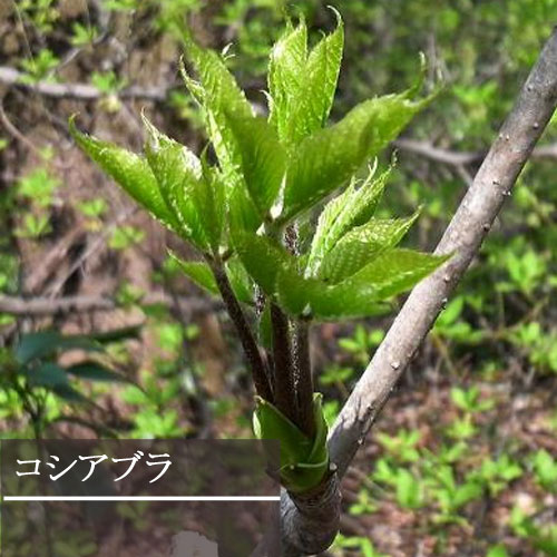 コシアブラ 3.5号ポット苗 家庭菜園 山菜 庭木