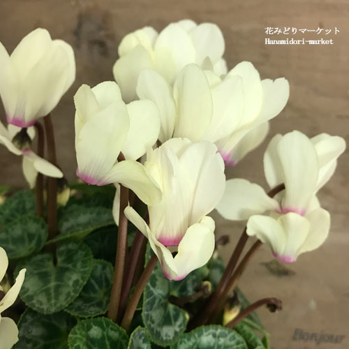 【単品 / 3個セット】ミニシクラメン マイクロ ゴールデンガール 3号ポット苗花苗 多年草 鉢花 イエロー 黄 ガーデンシクラメン