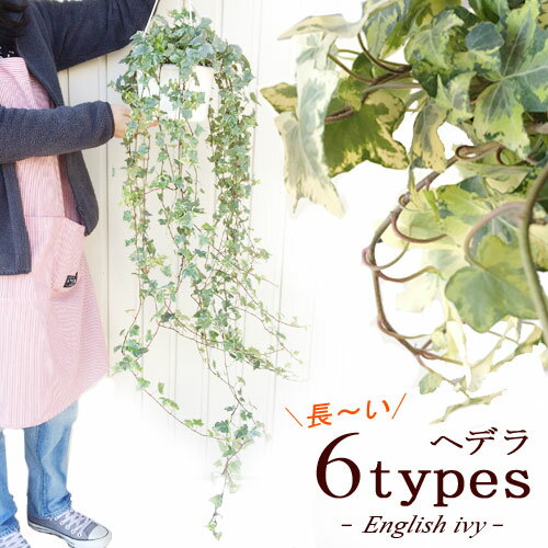 ヘデラ 長〜いタイプ (約120〜150cm) 全15種類 6号ポット苗イングリッシュアイビー 観葉植物　植物インテリア ギフト プレゼント バレンタイン