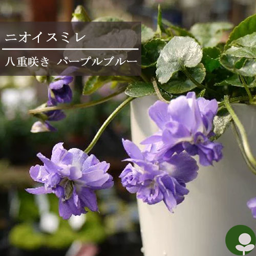 ニオイスミレ / パルマスミレ八重紫花 （ オーロラ ） 3.5号ポット苗香り 芳香 花苗 スミレ 多年草 宿根草 鉢花のサムネイル