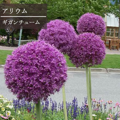 アリューム （ アリウム ）ギガンチューム 4号ポット苗 1球植え花苗 球根 多年草 宿根草 イングリッシュガーデン 紫 パープル 耐寒性 耐暑性