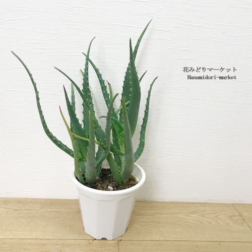 アロエ キダチアロエ 医者いらず 5号プラ鉢多肉植物 ハーブ 花苗 観葉植物 イシャイラズのサムネイル