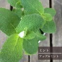 ミント アップルミント 3号ポット苗ハーブ 耐寒 耐暑 香り イングリッシュガーデン ポタジェ ハーブ苗 多年草 花苗 宿根草