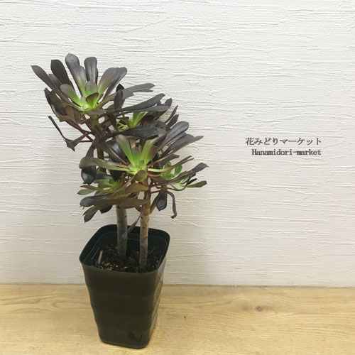 アエオニウム 黒法師 クロホウシ サンシモン 4号ポット苗 インテリアグリーン 多肉植物 観葉植物のサムネイル