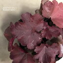 【単品 / 3個セット 】ヒューケラ (ツボサンゴ) マグマ 3号ポット苗宿根草/多年草/