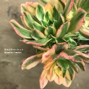 アエオニウム 甜茶錦(テンチャニシキ)多頭タイプ 3.5号ポット苗インテリアグリーン 観葉植物 多肉植物