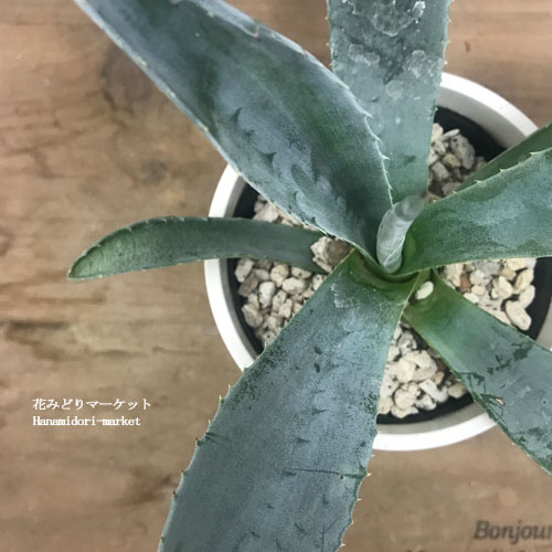アガベ アメリカーナ アオノリュウゼツラン 3.5号ポット実生苗 多肉植物　観葉植物　ドライガーデンのサムネイル