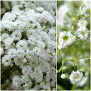 【単品 / 3個セット】宿根カスミ草 一重〜八重咲き ホワイト 3号ポット苗カスミソウ イングリッシュガーデン 花苗 多年草 宿根草 白 切り花 耐寒性