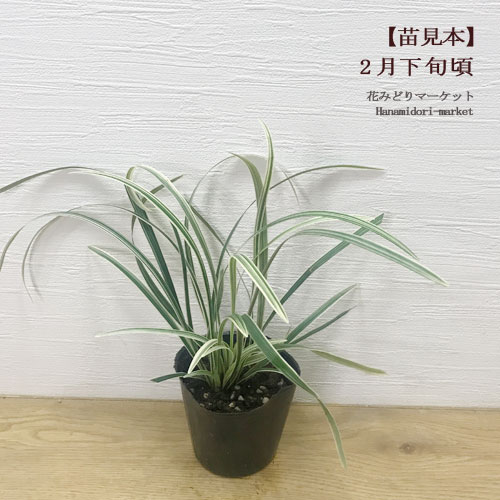 オフィオポゴン ミスキャンタス シルバードラゴン 3〜3.5号ポット苗カラーリーフ イングリッシュガーデン グランドカバー