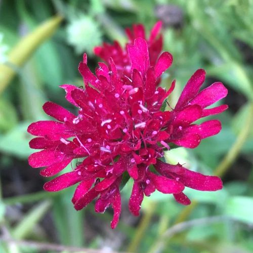 【単品 / 3個セット】クナウティア レッドチェリー 3.5号ポット苗 花苗 多年草 イングリッシュガーデン..