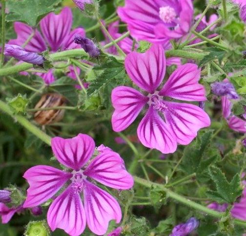 コモンマロウ 3号ポット苗 宿根草 花苗 多年草のサムネイル