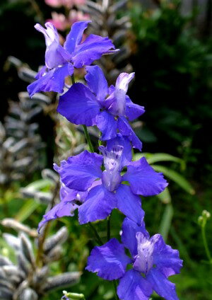 【大苗】千鳥草（チドリソウ）ラークスパー　ブルー　3.5号ロングポット苗【イングリッシュガーデン】【切り花ガーデニング】【耐寒性】のサムネイル