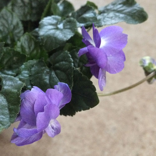 ニオイスミレ／/パルマスミレ八重咲き 紫花3号ロングポット苗ガーデニング 花苗 花の苗 苗 宿根草 多年草 耐寒 鉢花 香りのサムネイル