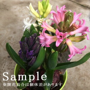 楽天市場 ヒヤシンス 3球植え 4号ポット 蕾 開花株 紫 ピンク 赤 白 青 ミックス の中からお選び下さい ヒアシンス 球根 花みどりマーケット 楽天市場店 楽天市場 ヒヤシンス 3球植え 4号ポット 蕾 開花株 紫 ピンク 赤 白 青 ミックス の中からお選び下さい ヒアシンス 球根 花みどりマーケット 楽天市場店