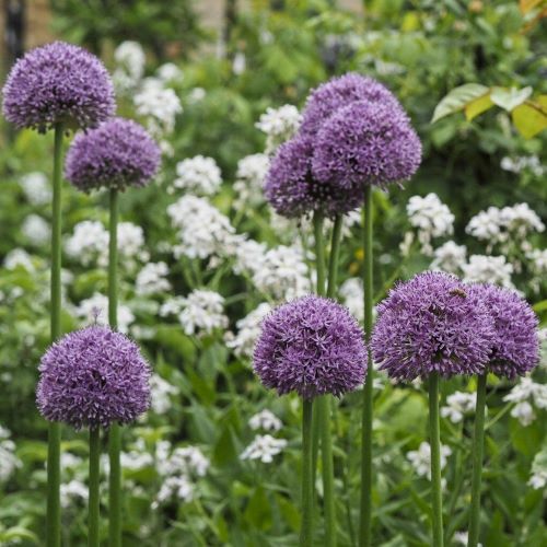 【5号大苗】 アリューム （ アリウム ）グラジエーター （グラディエーター ） 5号ポット苗 1球植え花苗 球根 多年草 宿根草 イングリッシュガーデン 紫 パープル 耐寒性 耐暑性のサムネイル