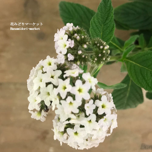ヘリオトロープ ミルク 白花 3号ポット苗香り 多年草 花苗 鉢花 ハーブ ハーブ苗 香水 白 ホワイトのサムネイル