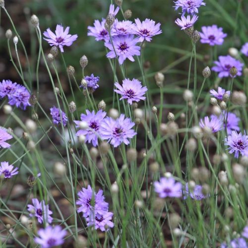 カタナンケ カエルレア 3号ポット苗花苗 花の苗 多年草 宿根草 寄せ植え 花壇 ブルー パープル 耐寒