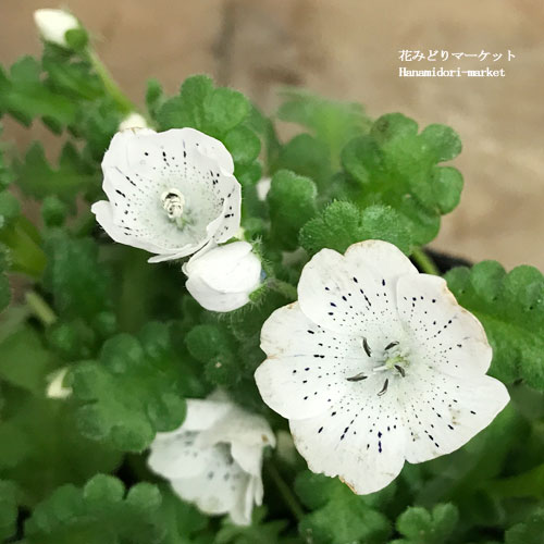 【単品 / 3個セット】ネモフィラ　スノーストーム（ホワイト）3号ポット苗花苗 ガーデニング 花壇 春 ..