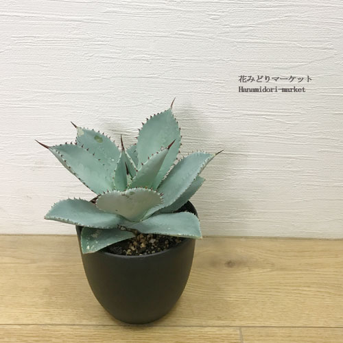楽天市場】アガベ(サイズ(植木鉢)4 ~ 6号)(花・ガーデン 楽天市場】アガベ(サイズ(植木鉢)4 ~ 6号)(花・ガーデン