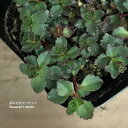 【単品 / 3個セット】セダム スプリウム パープレウム 3号ポット苗グランドカバー カラーリーフ 観葉植物 ドライガーデン 多肉植物