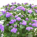 【単品 / 3個セット】アゲラタム 切花用高性種 3号ポット苗アゲラータム 花苗 苗 夏 暑さに強い 丈夫 青 紫