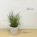 【単品 / 3個セット】カレックスフェニックスグリーン2.5~3号ポット苗イングリッシュガーデン グラス 宿根草 耐寒性