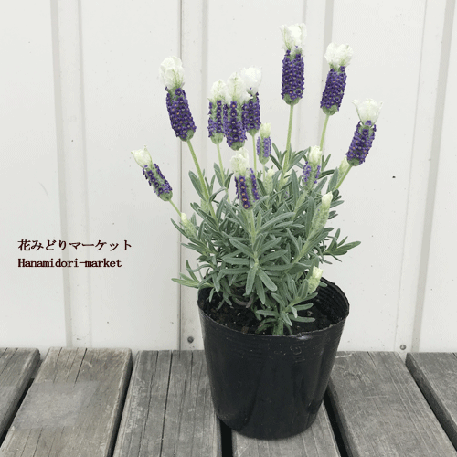 ラベンダー フレンチ系 ストエカス　カスティリャーノ ホワイト 3.5号ポット苗 開花株フレンチラベンダー 香り 鉢花 ハーブ苗のサムネイル