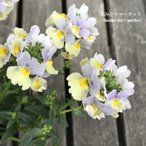 【3.5号大苗】 ネメシア ピンクレモネード 3.5号ポット苗宿根ネメシア 宿根草 香り 花苗 秋 冬 春 宿根草 多年草 常緑 鉢花 寄せ植えのサムネイル