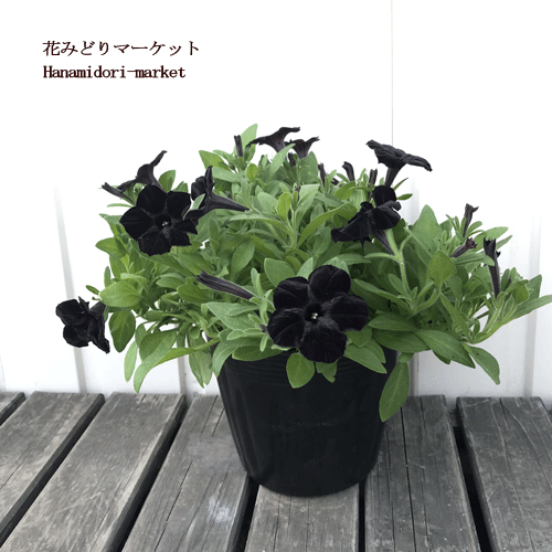 楽天市場 5号大苗 ペチュニア 万葉の美 黒之瀬戸 5号ポット苗 花みどりマーケット 楽天市場店