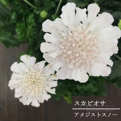 西洋マツムシソウ スカビオーサ アメジストスノー 3.5号ポット苗スカビオサ マツムシ草 花苗 多年草 鉢花 イングリッシュガーデン 常緑 耐寒性 四季咲きのサムネイル