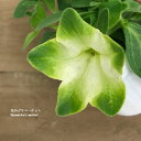 ペチュニア 純翠 （じゅんすい） 3.5号ポット苗花苗 苗 春 夏 花壇 寄せ植え 白 グリーン 緑 ジュンスイ