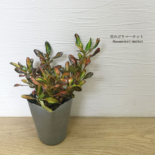 コプロスマ イブニンググロー 2.5号ポット苗花苗 小低木 カラーリーフ 寄せ植え 花壇 インテリアグリーン