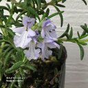 ローズマリー ブルーボーイ 3号ポット苗イングリッシュガーデン 香り 花木 庭木 宿根草 ハーブ苗 花苗 多年草