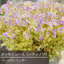 ハナシノブ 斑入り ポレモニウム ゴールデンフェザー 3.5号ポット苗ポレモニウム 宿根草 イングリッシュガーデン カラーリーフ 花苗 多年草